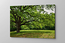 Obraz V zelenom lese 1551